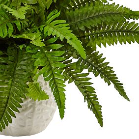 Boston Fern in White Planter