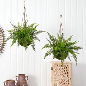 Leather Fern with Mossy Hanging Basket