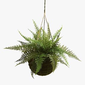 Leather Fern with Mossy Hanging Basket