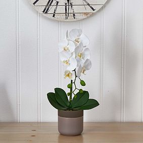 Phalaenopsis Orchid in Ceramic