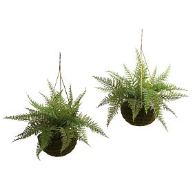 Leather Fern with Mossy Hanging Basket