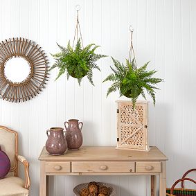 Leather Fern with Mossy Hanging Basket