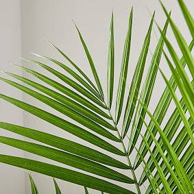 Live 10" Majesty Palm Plant