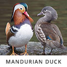 Mandurian Duck