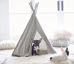 Easy Tips for Taking Care of Your Pets